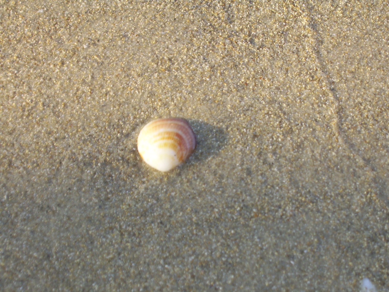 shell beach loneliness free photo