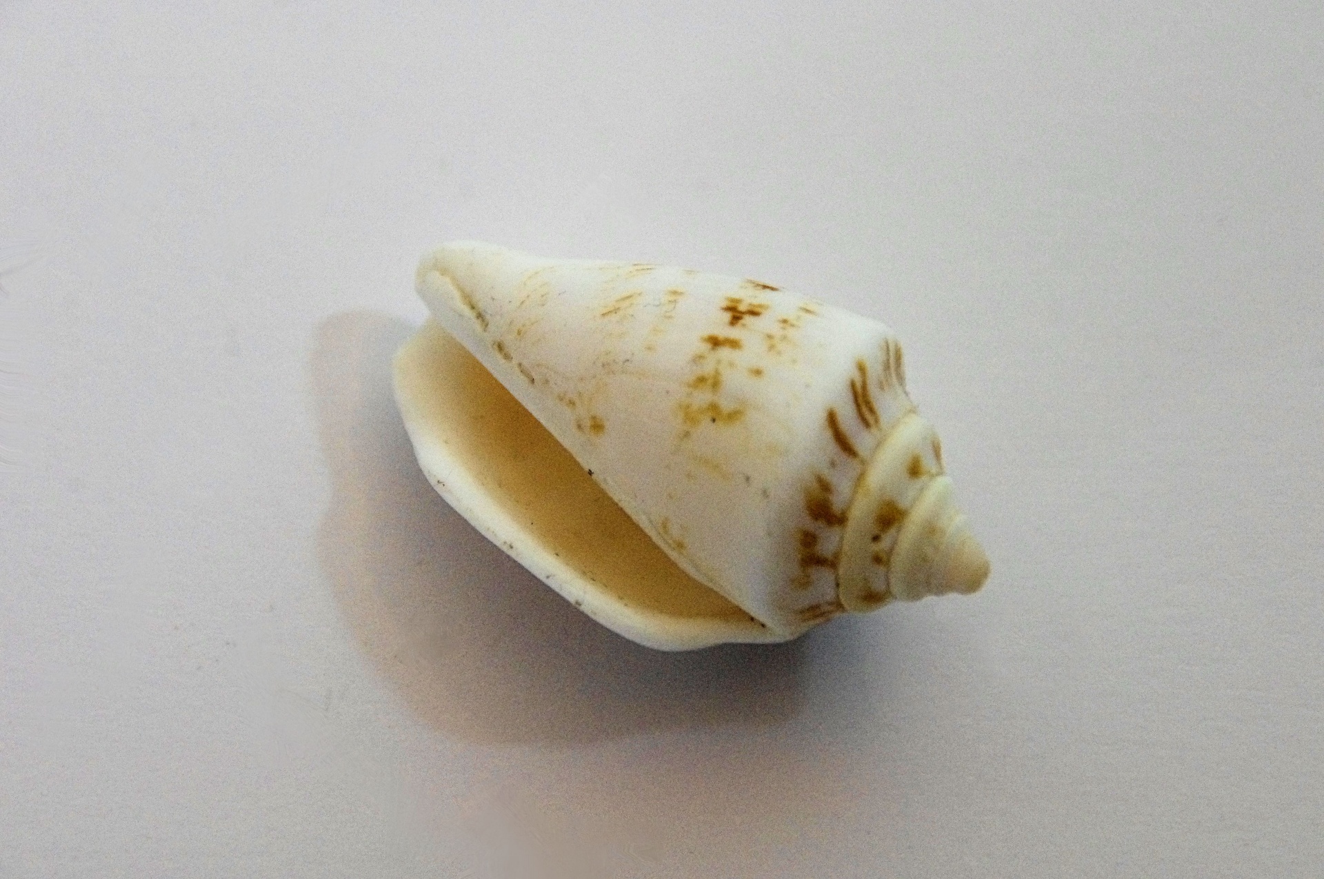 shell white delicate free photo