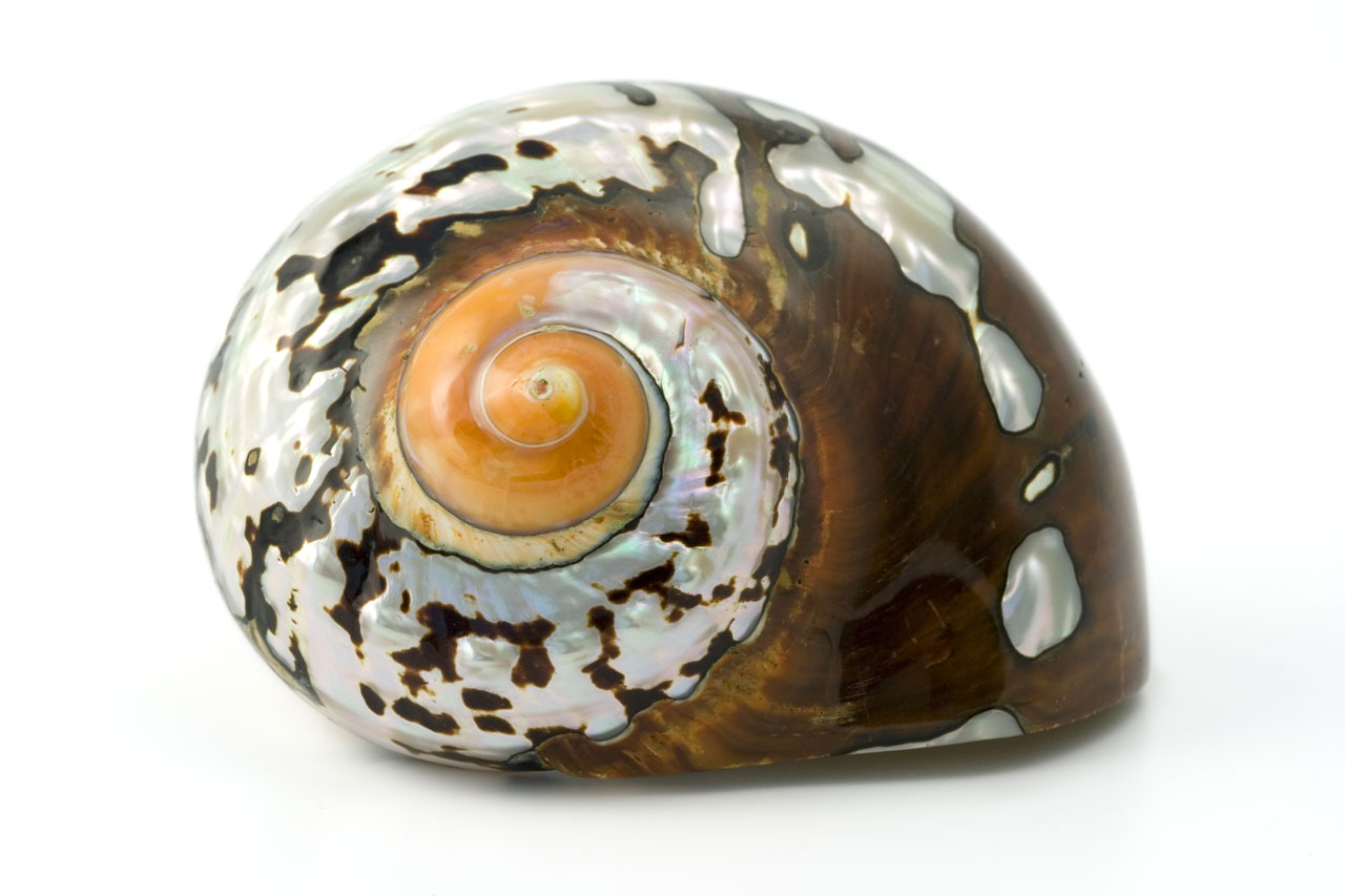 animal biology sea shell free photo