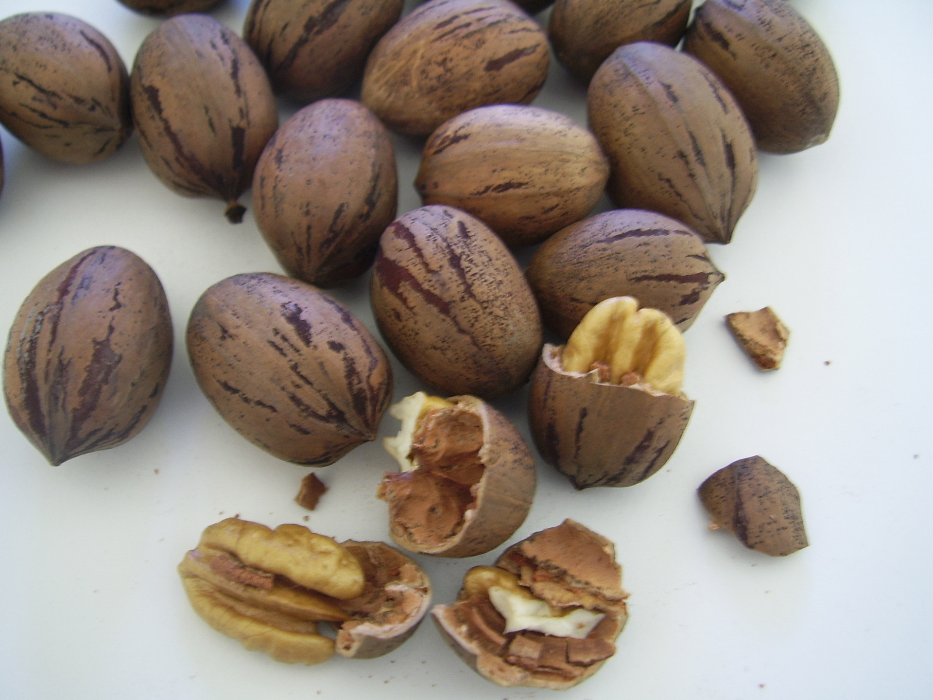 shelled pecans nuts free photo