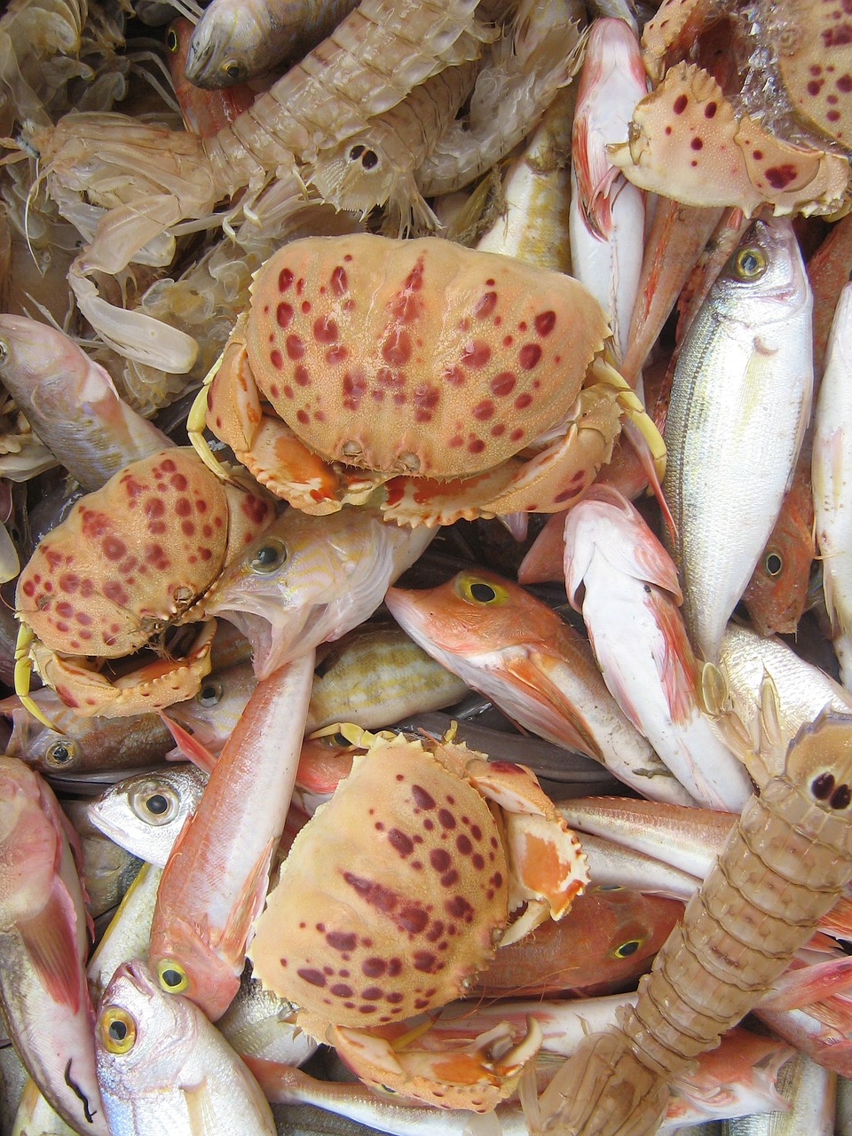 shellfish seafood market free photo