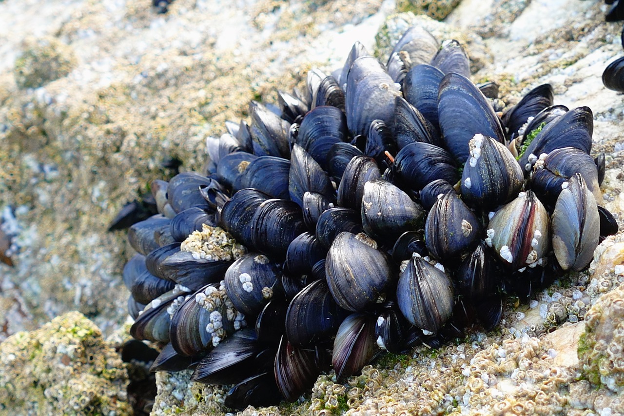 shellfish mussels limpets free photo