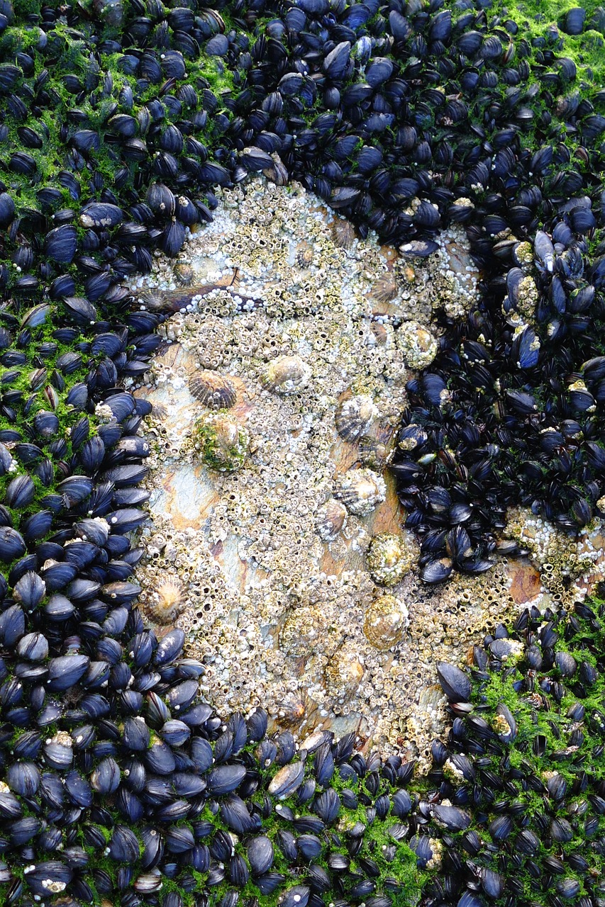 shellfish mussels limpets free photo