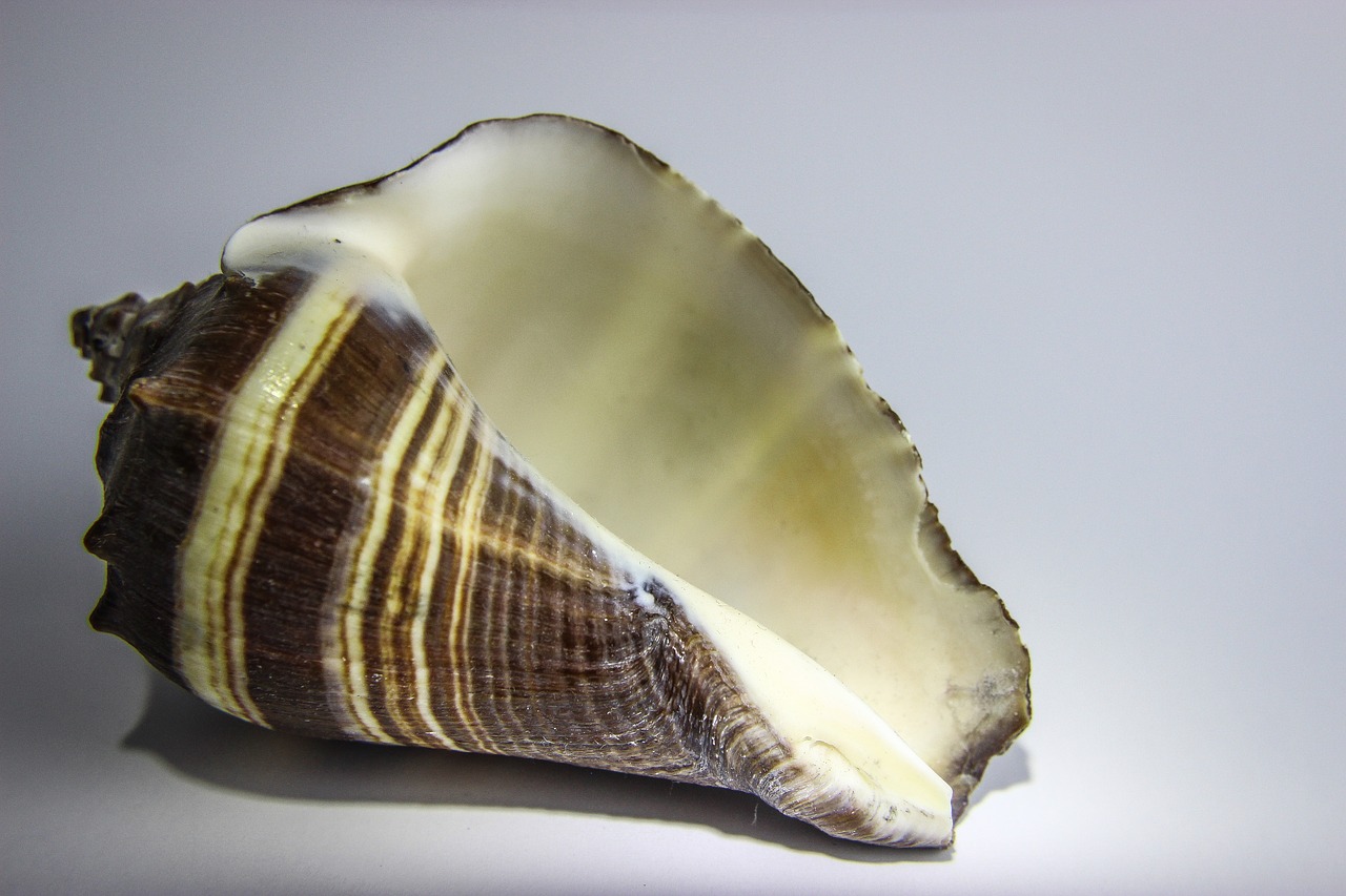 shellfish shell seashell free photo