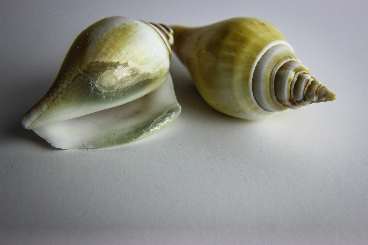 shellfish shell snail free photo