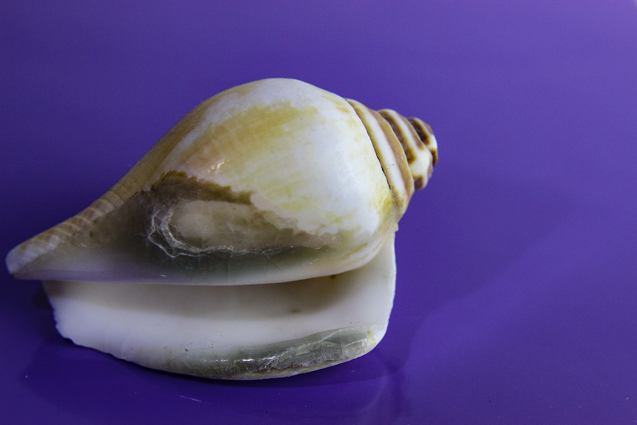 shellfish shell invertebrate free photo