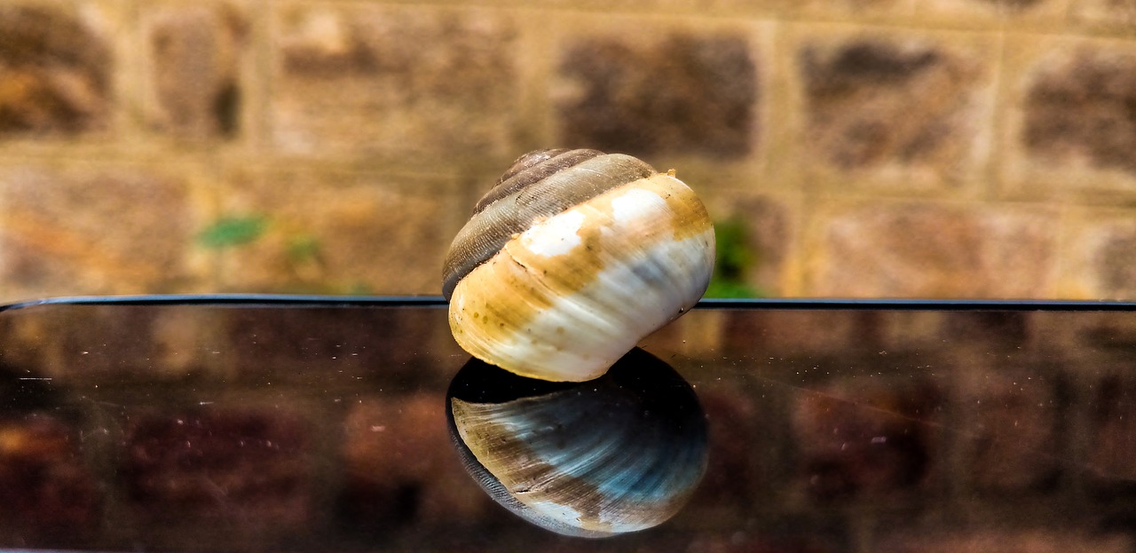 shellfish snail nature free photo