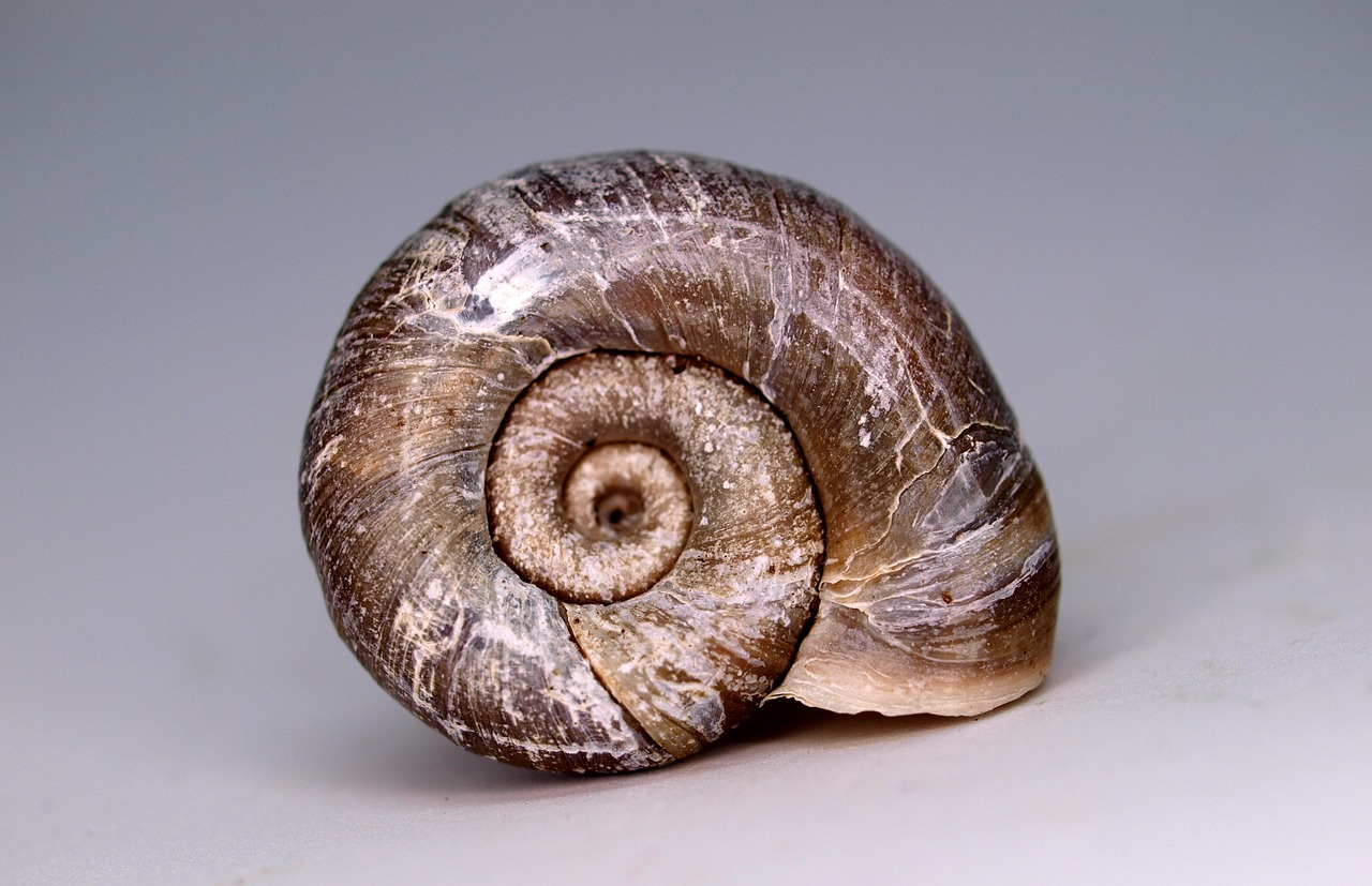 shellfish  invertebrate  snail free photo