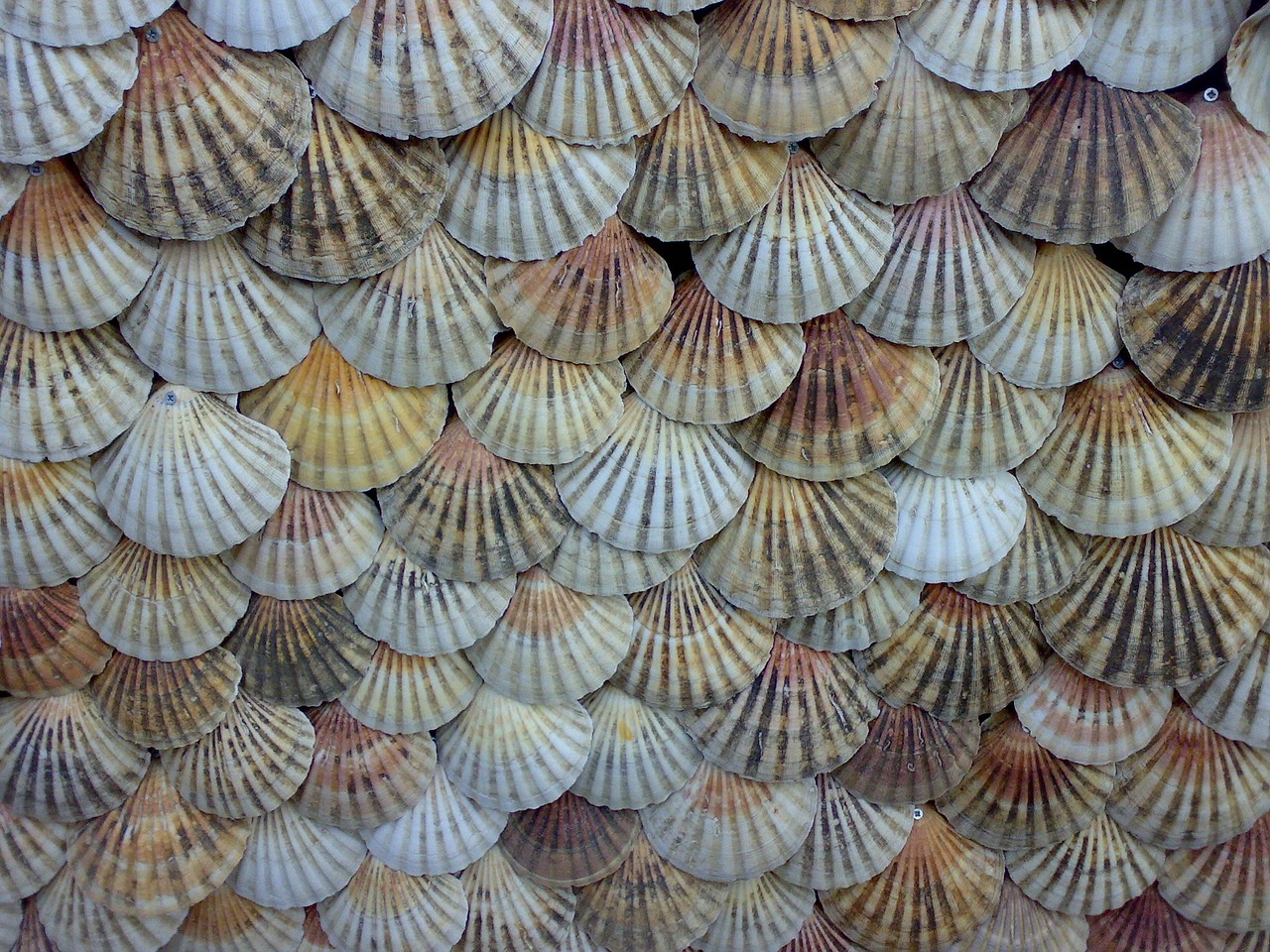 shells scallops background free photo