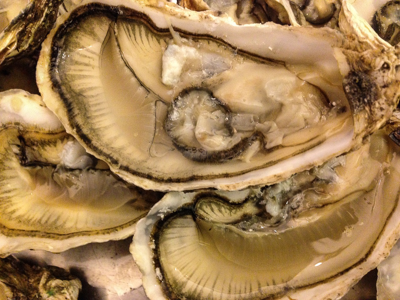 shells seafood oysters free photo