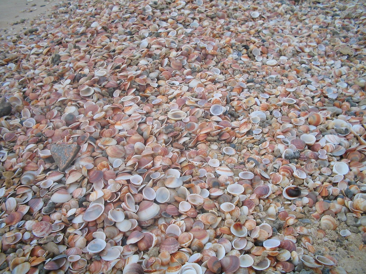 shells texture brown free photo