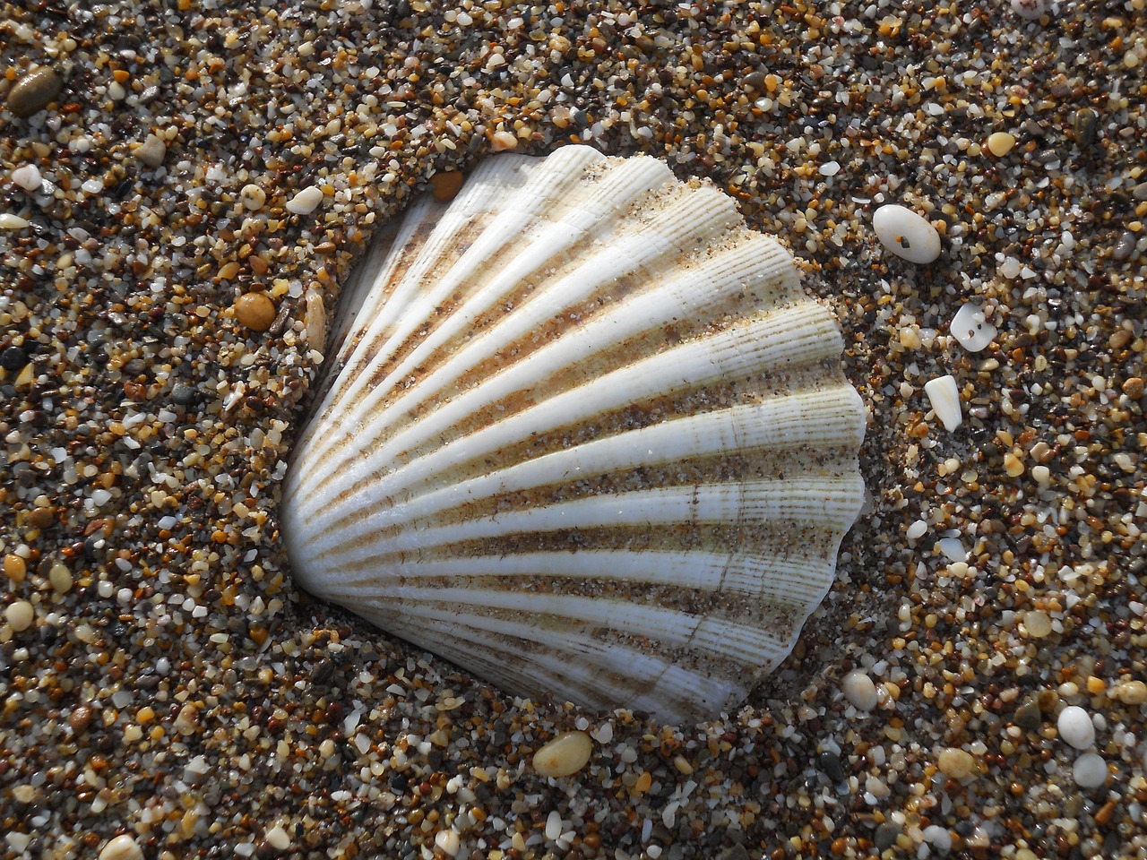 shells beach white free photo