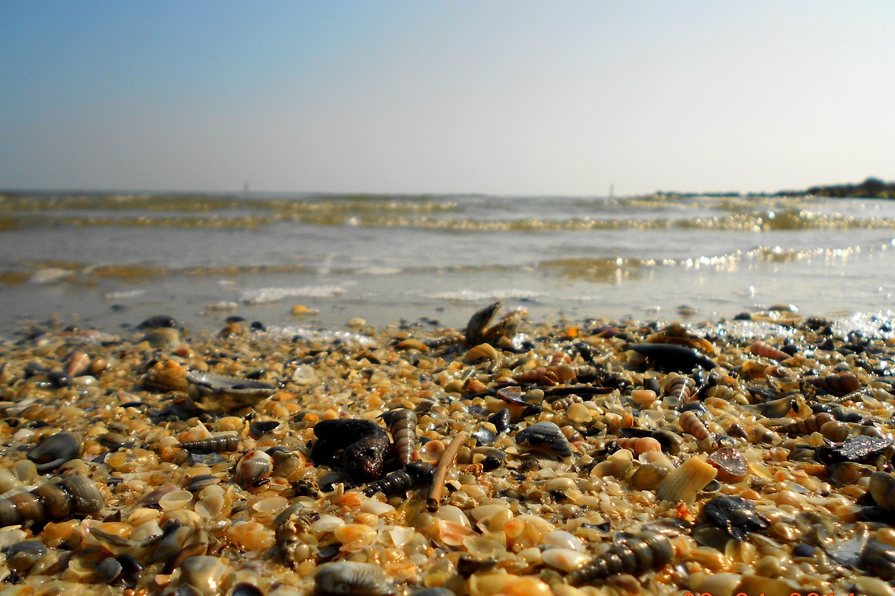 shells sea beach free photo