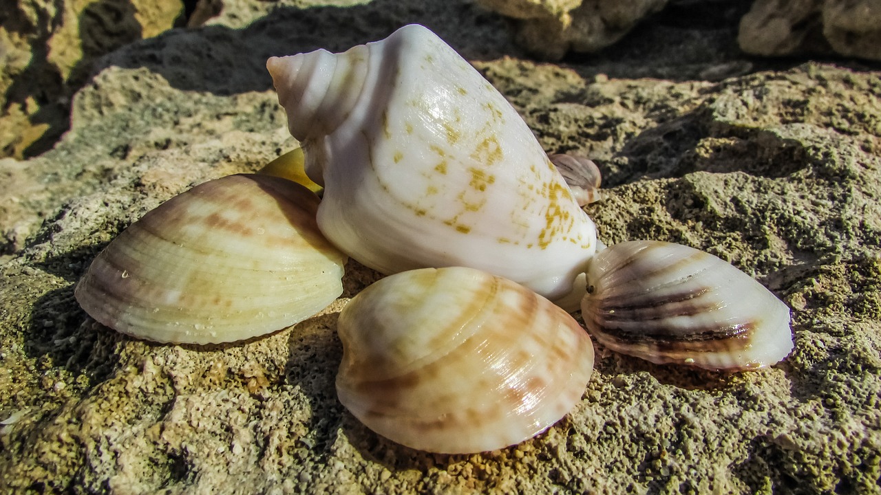 shells beach nature free photo