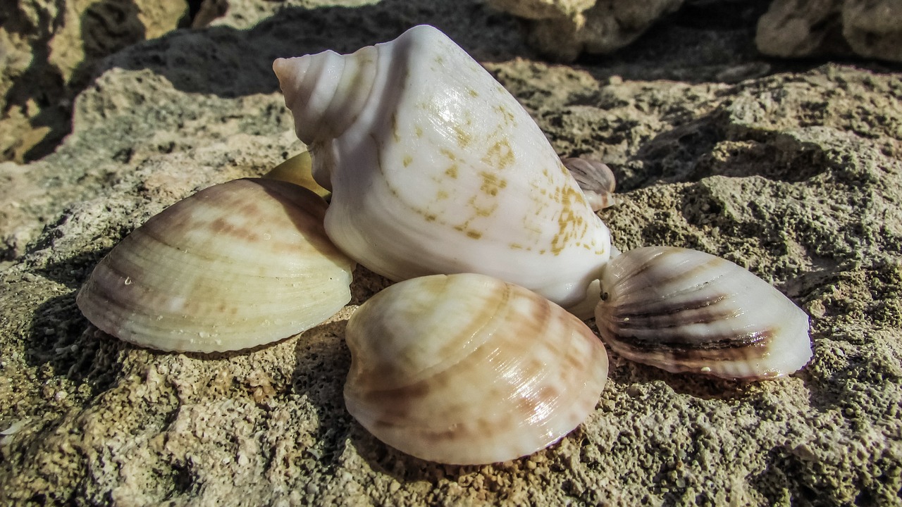 shells sea nature free photo