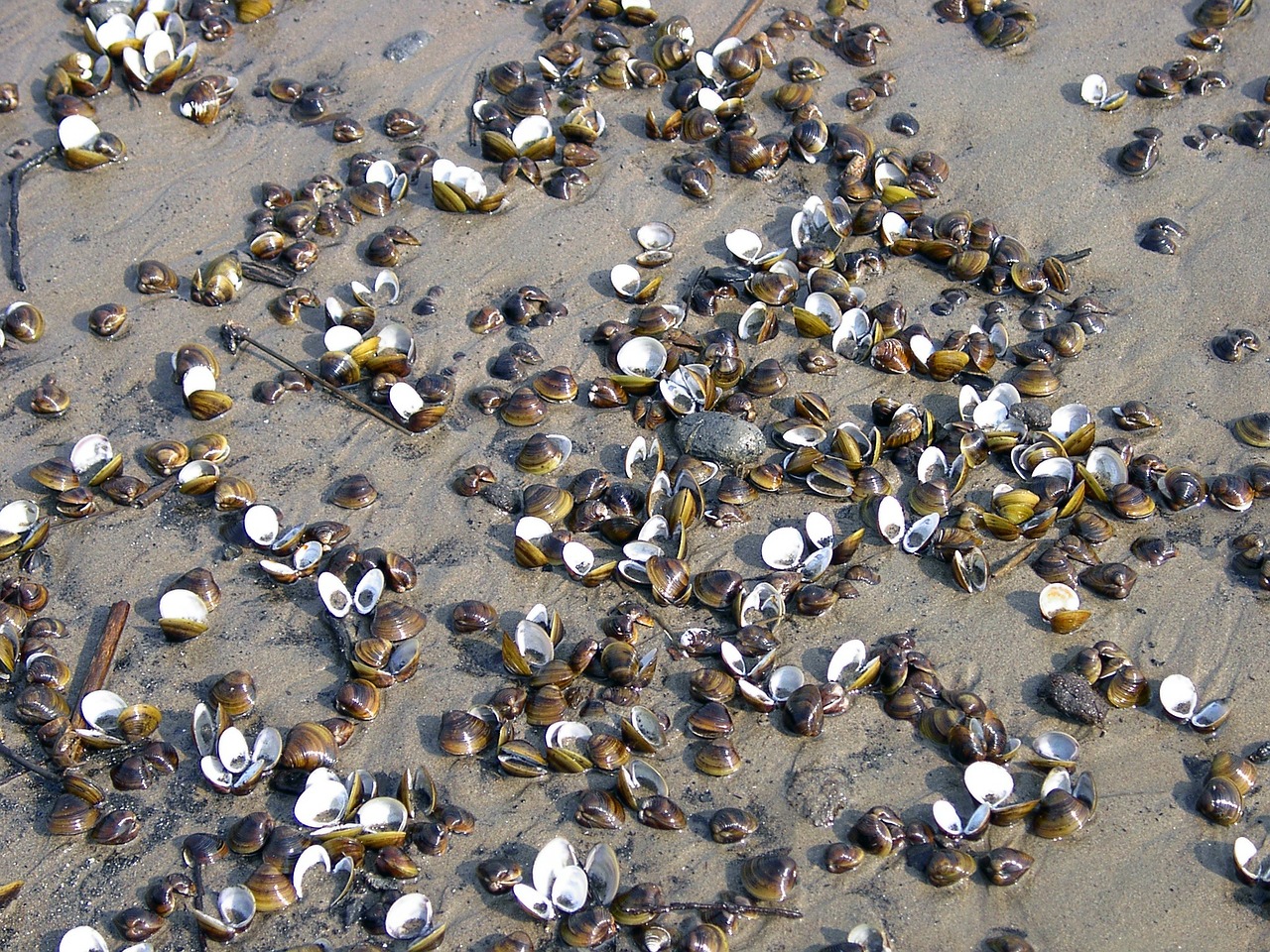 shells river sand free photo