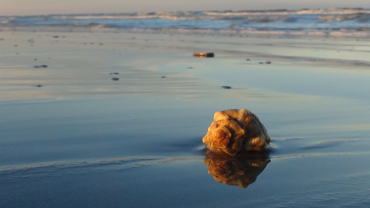 shells sand beach free photo