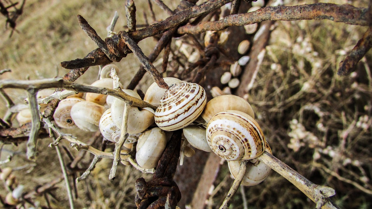 shells snail colony free photo