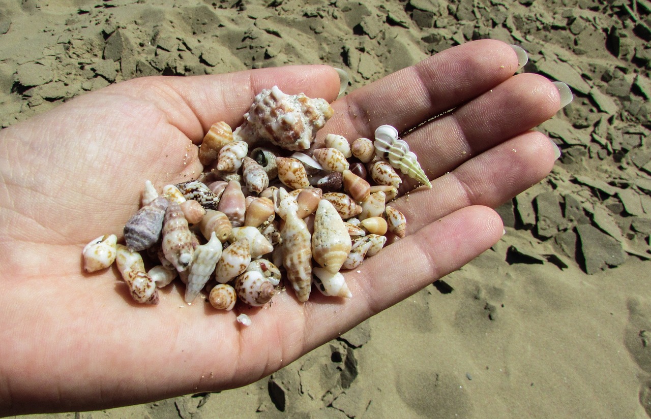 shells beach sand free photo