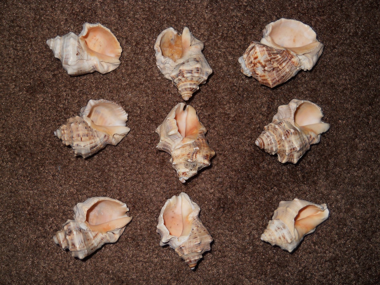 shells carpet nine free photo