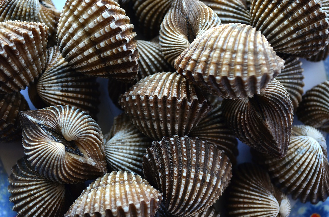 shells scallops mollusk free photo