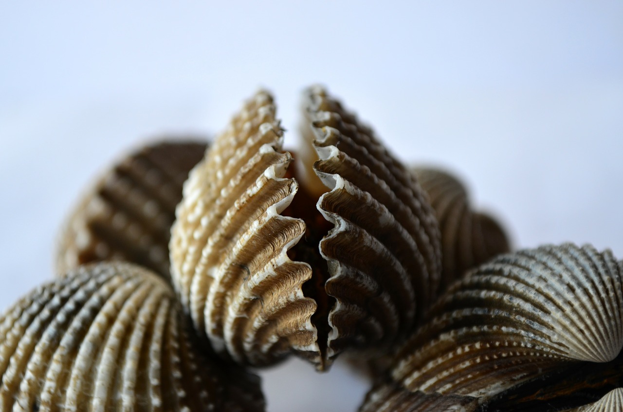 shells scallops mollusk free photo