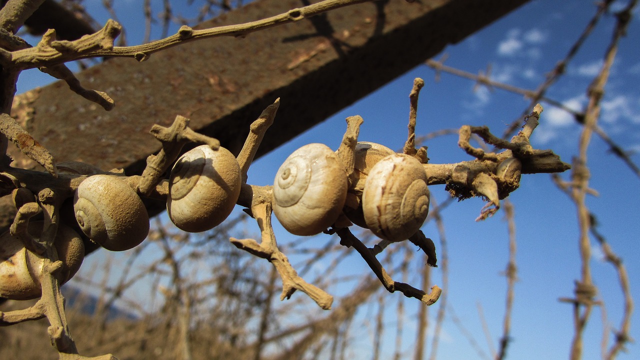 shells snail colony free photo