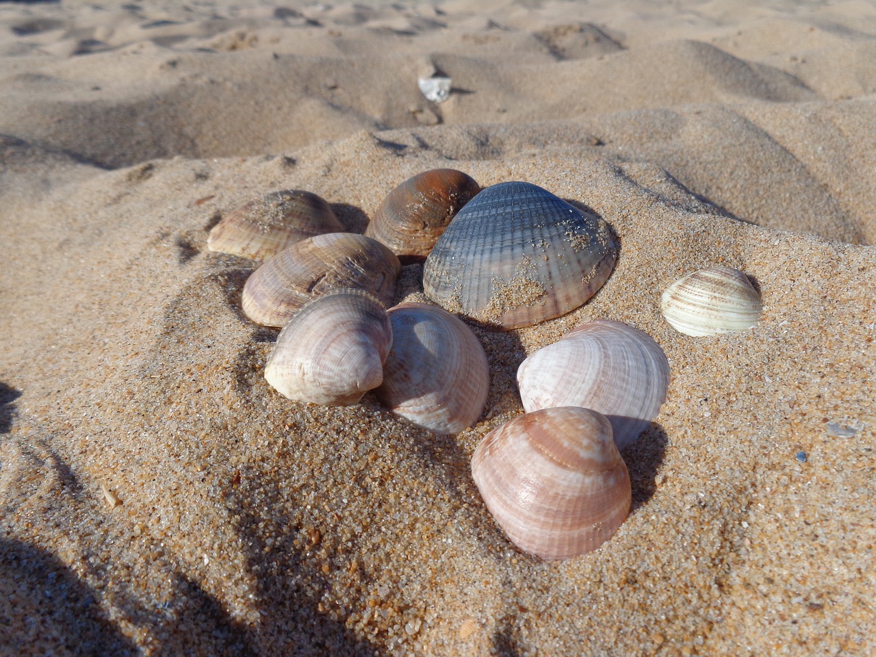 shells ocean sea free photo