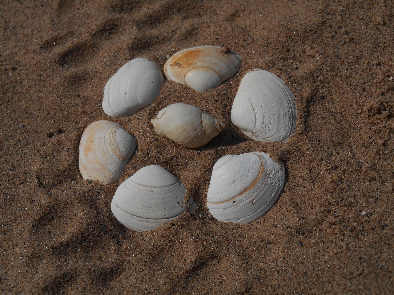 shells beach sand free photo