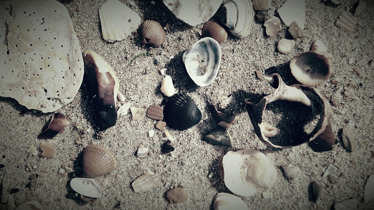 shells beach belgium free photo