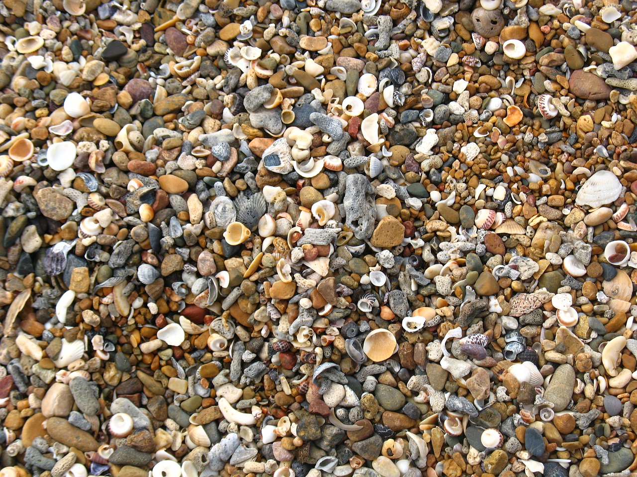 shells beach shelly beach free photo