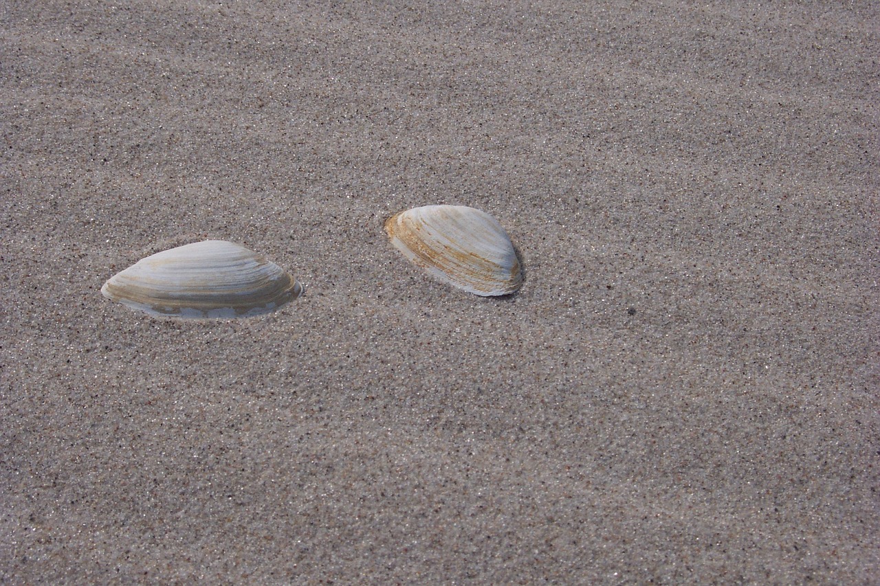 shells sand beach free photo