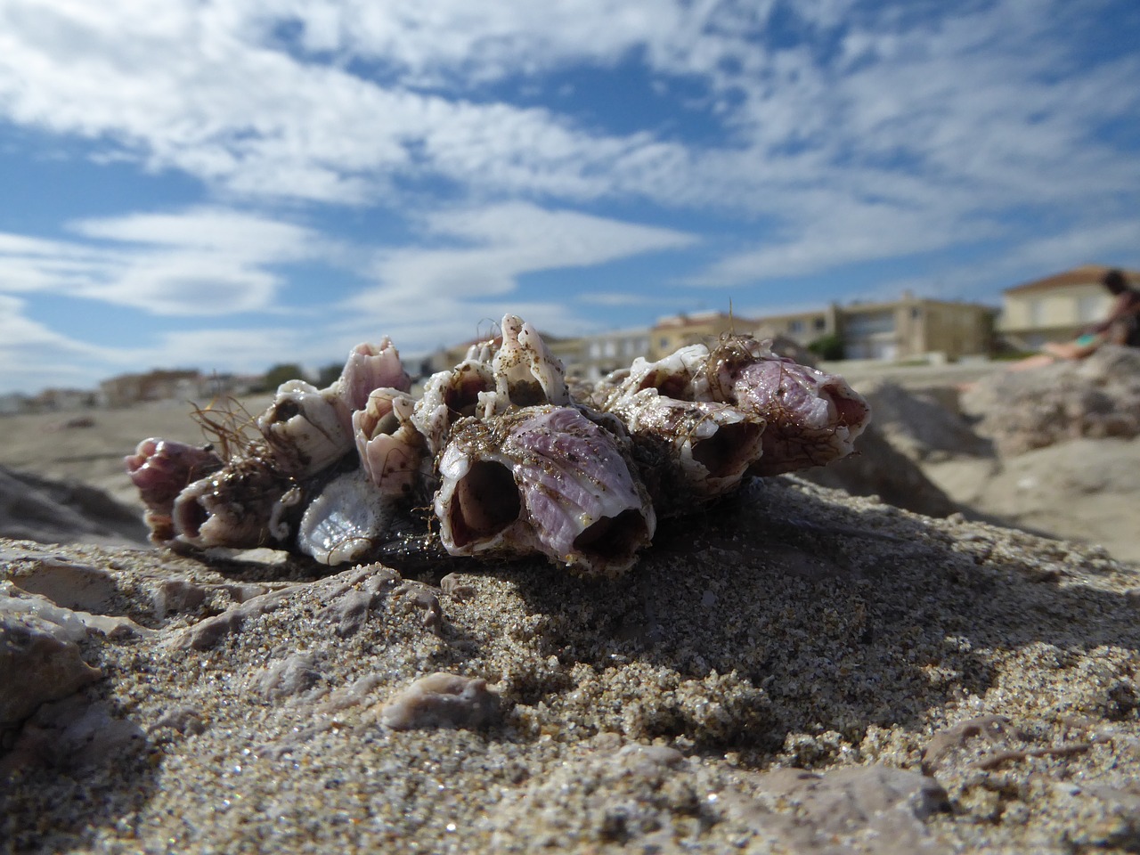 shells beach summer free photo