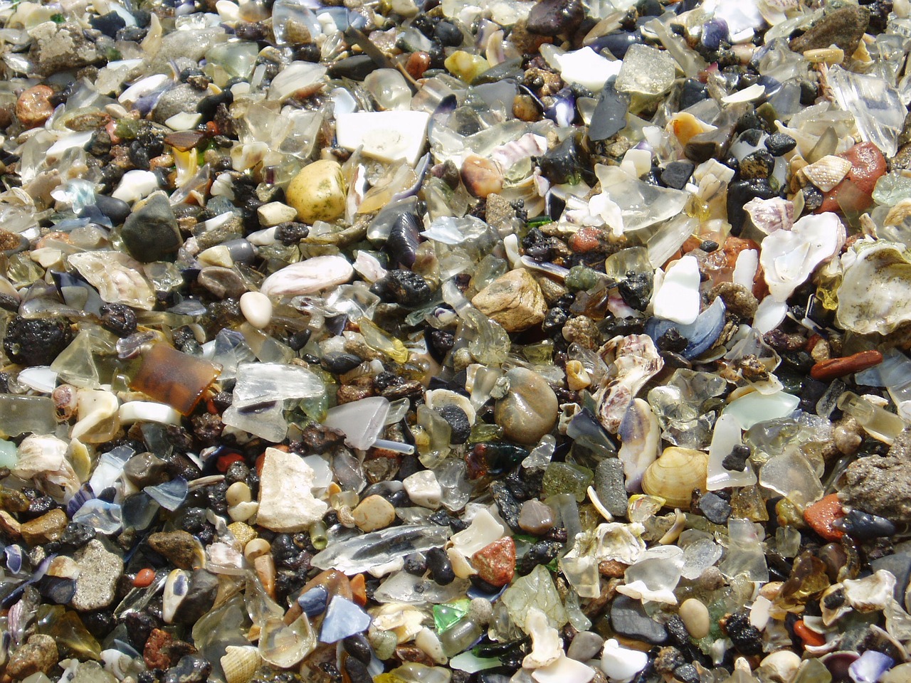 shells pebbles beach free photo