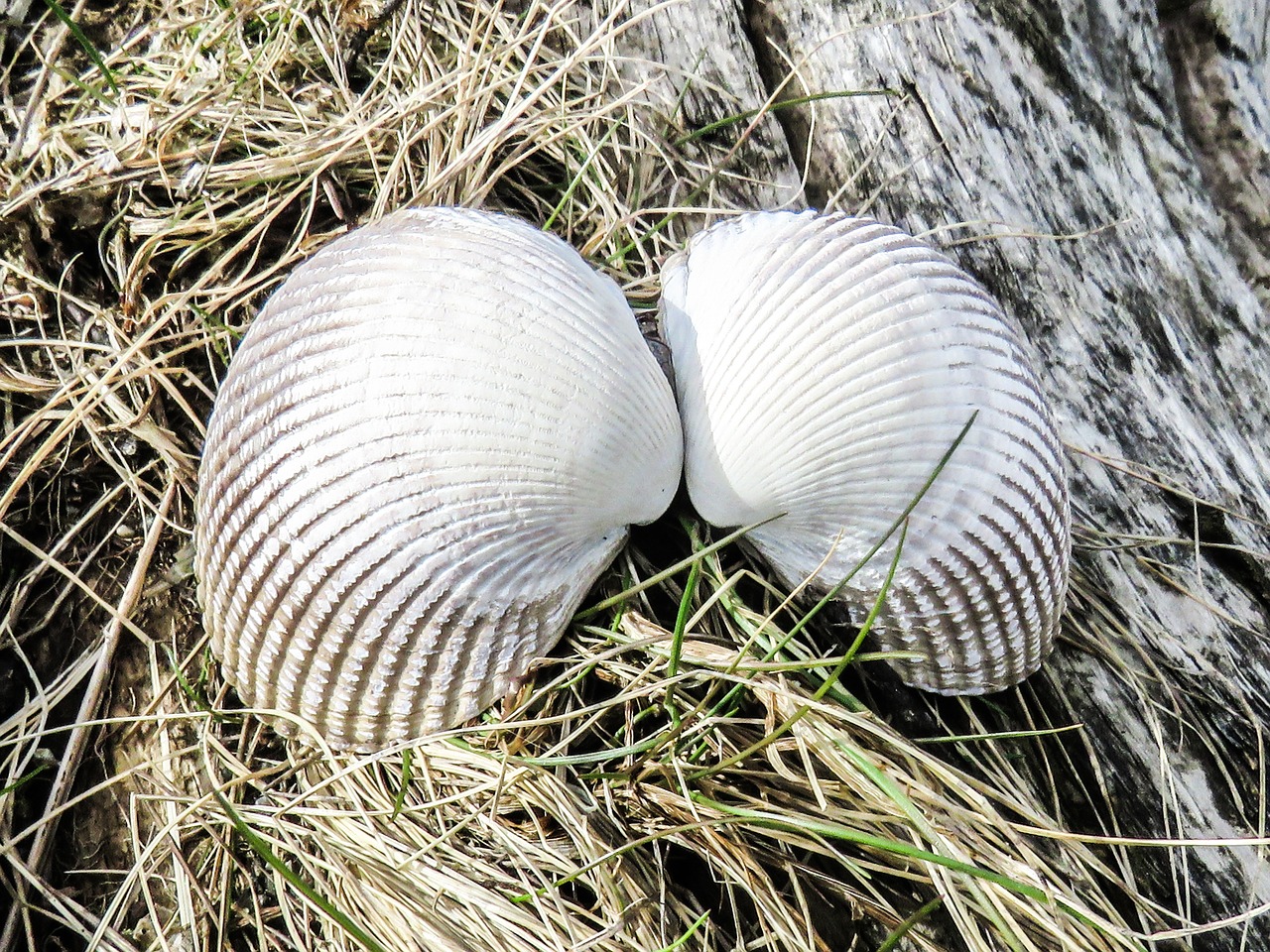 shells nature angel wings free photo