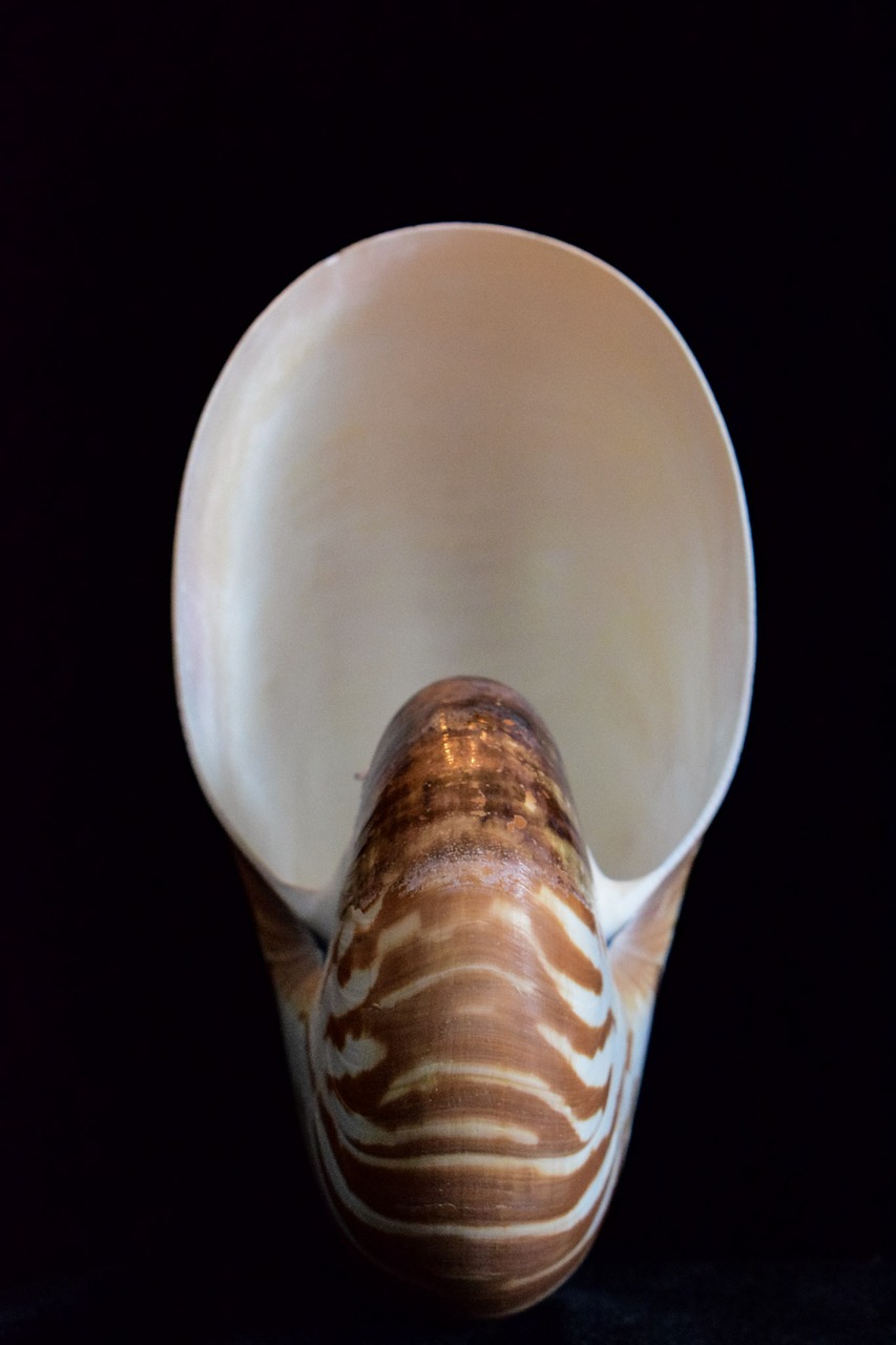 shells sea shell nautilus free photo