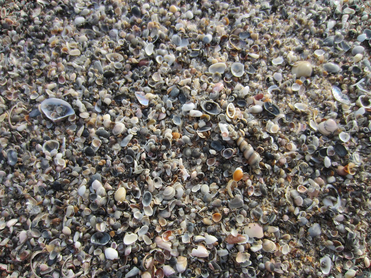 shells sea crustaceans free photo