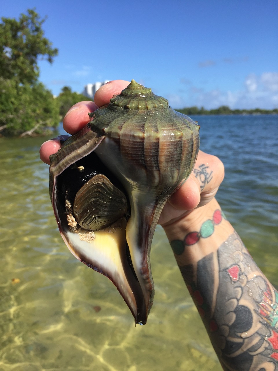 shells beach sand free photo