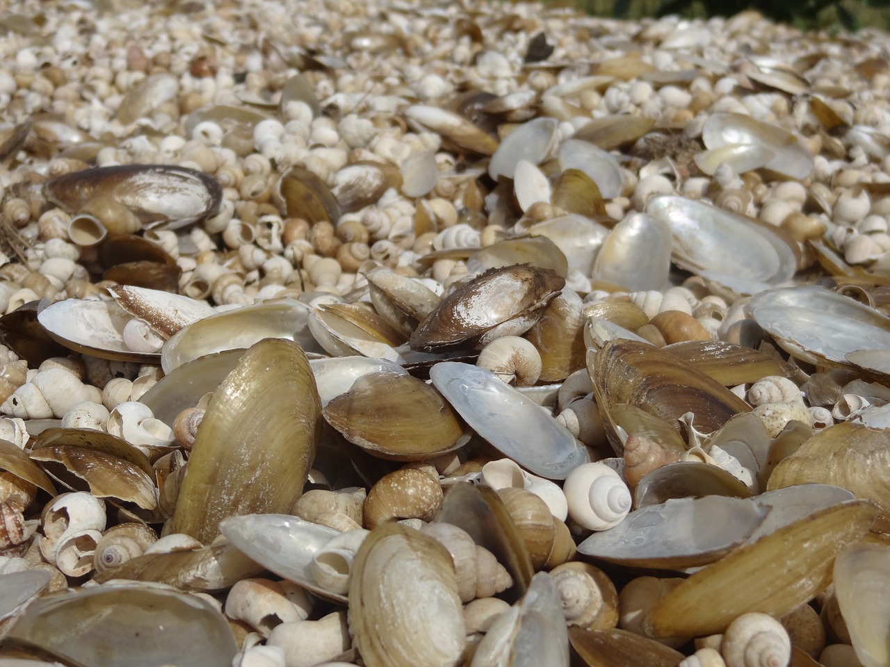 shells nature seashore free photo