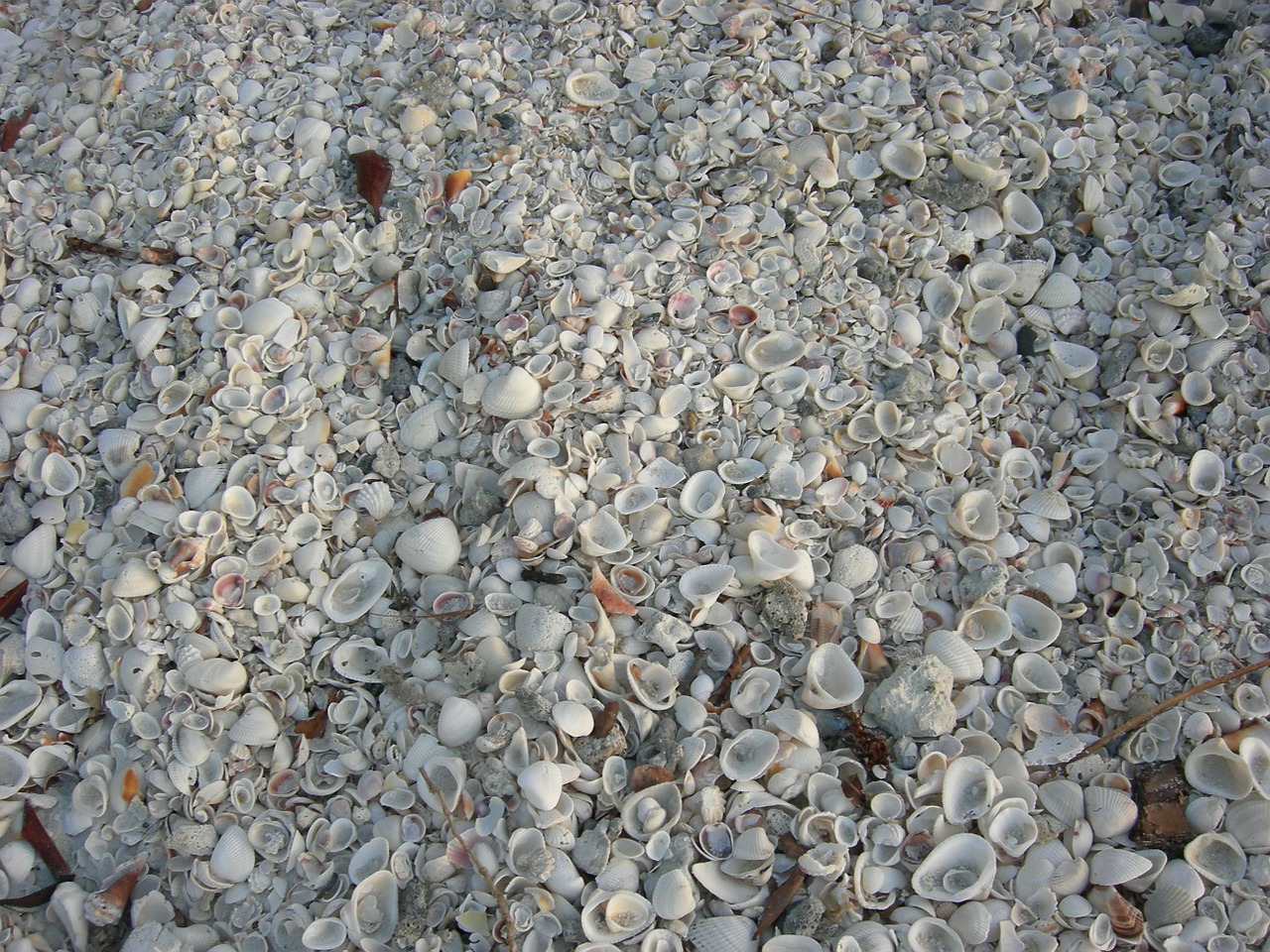shells sea shell free photo