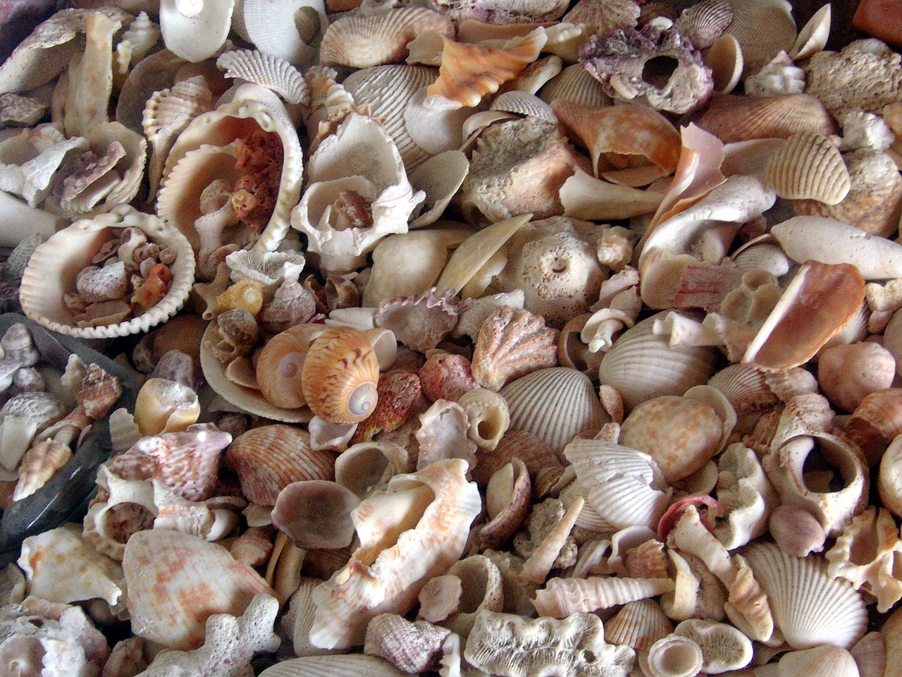 shells sea sea shell free photo