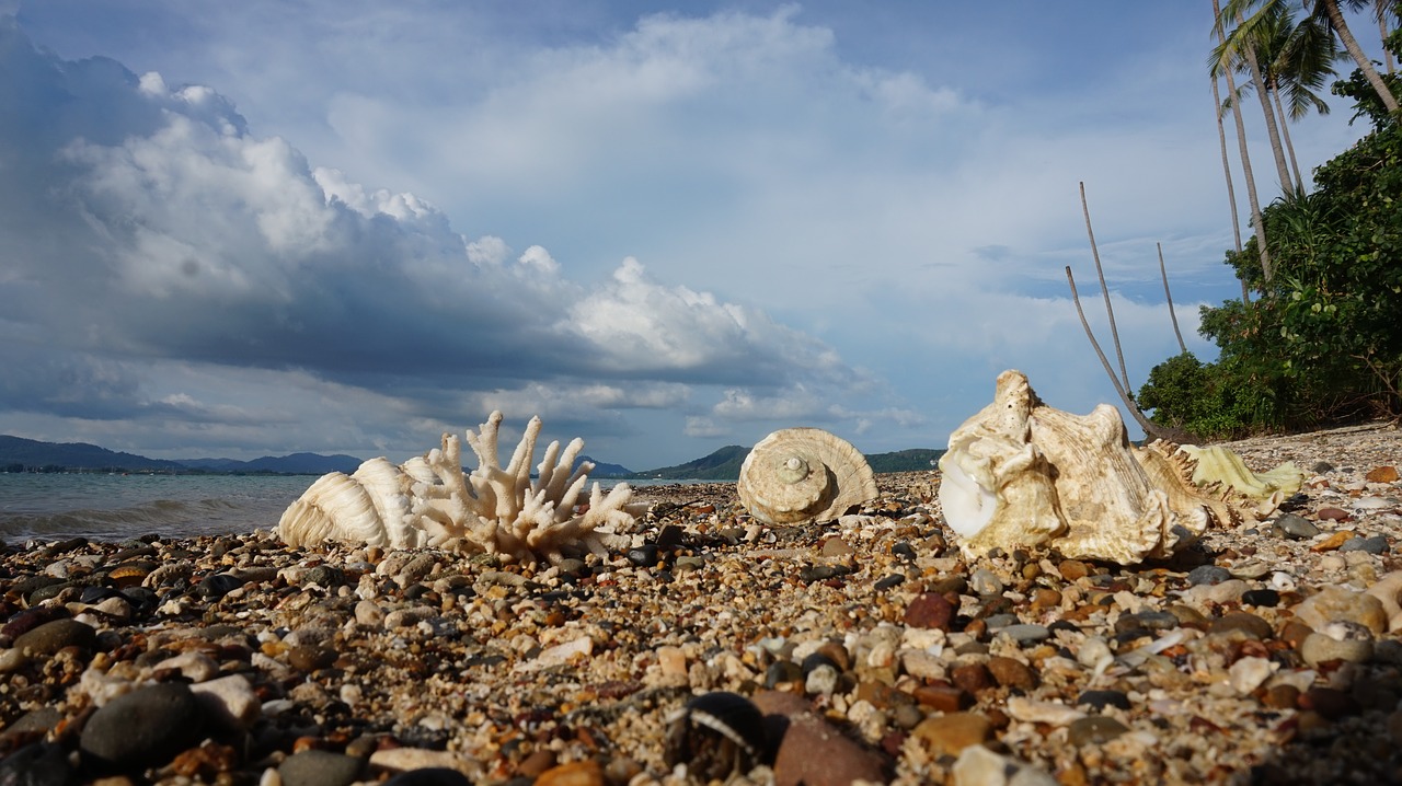 shells beach tropical free photo