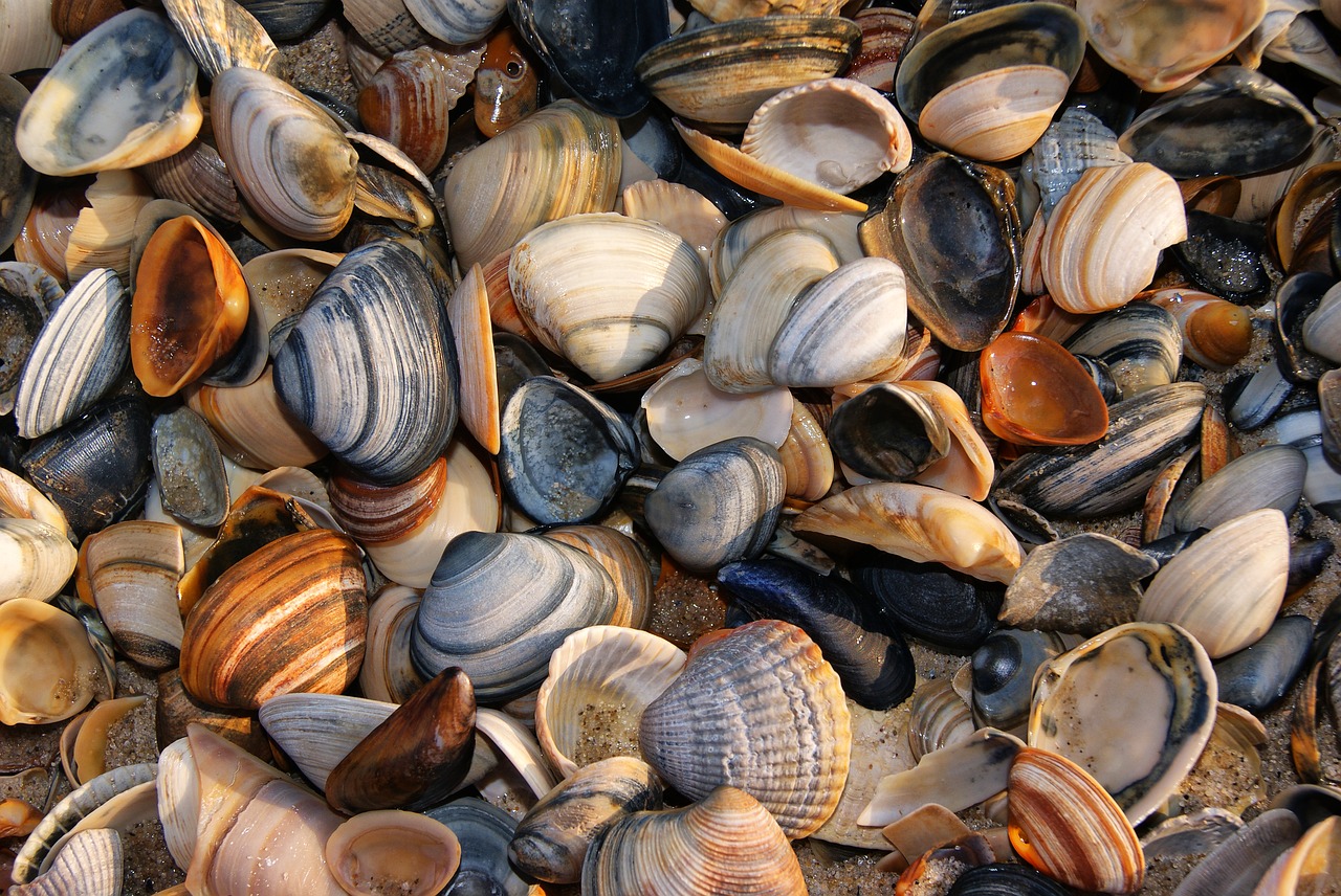 shells shell beach free photo
