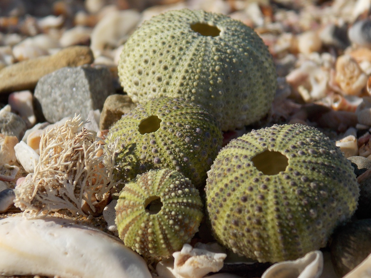 shells coral green free photo