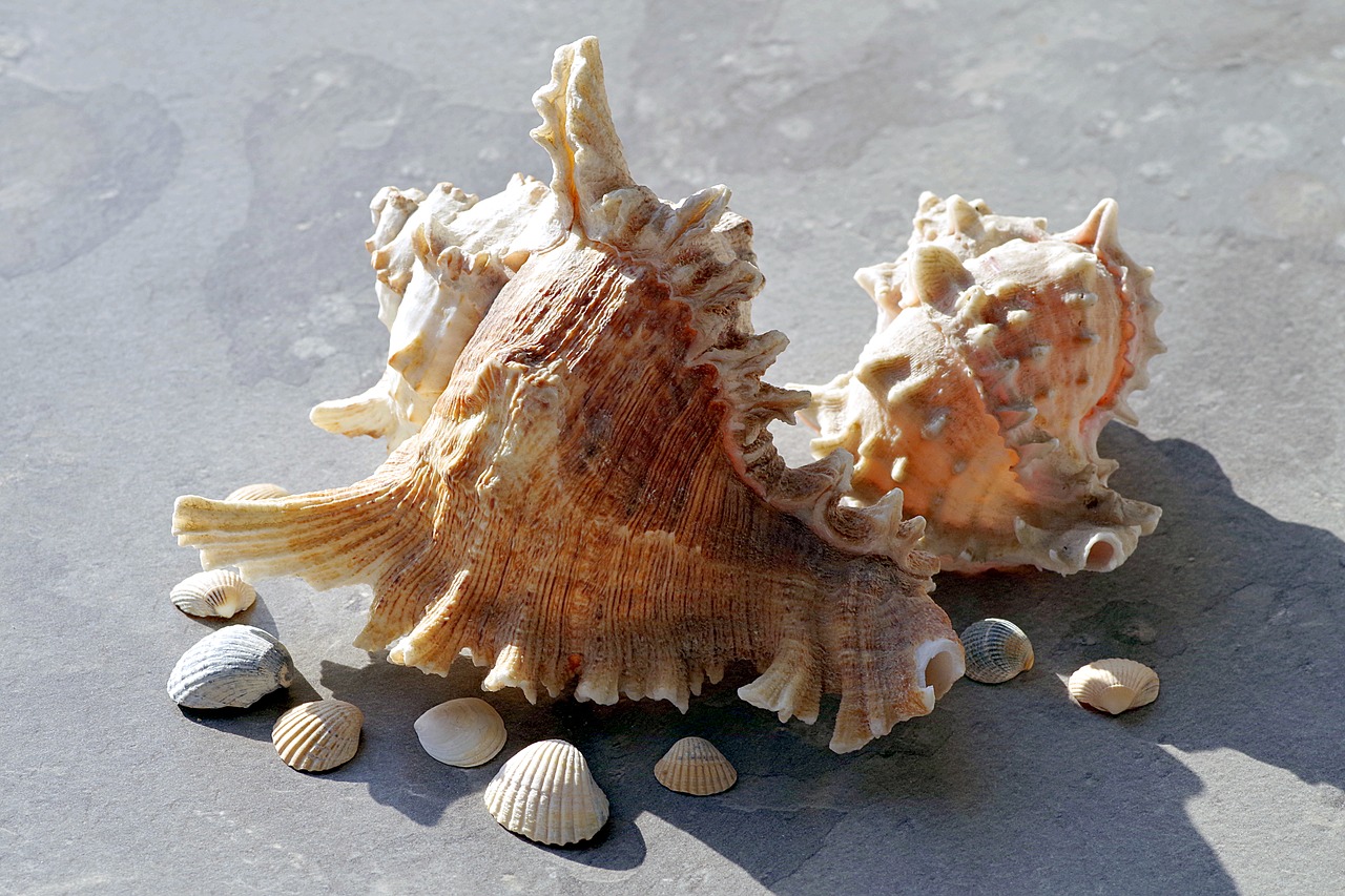 shells holidays sea free photo