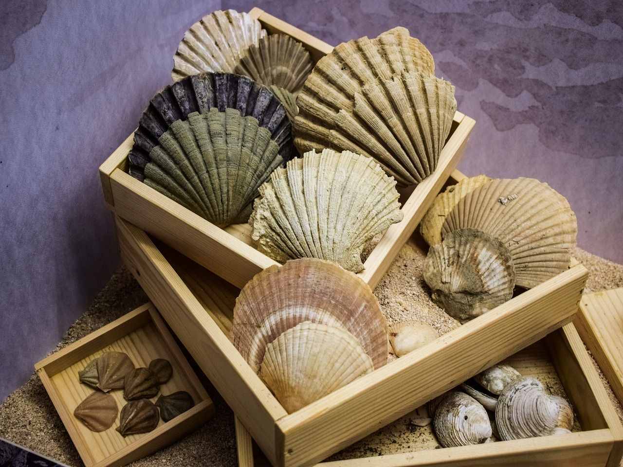 shells case sea free photo
