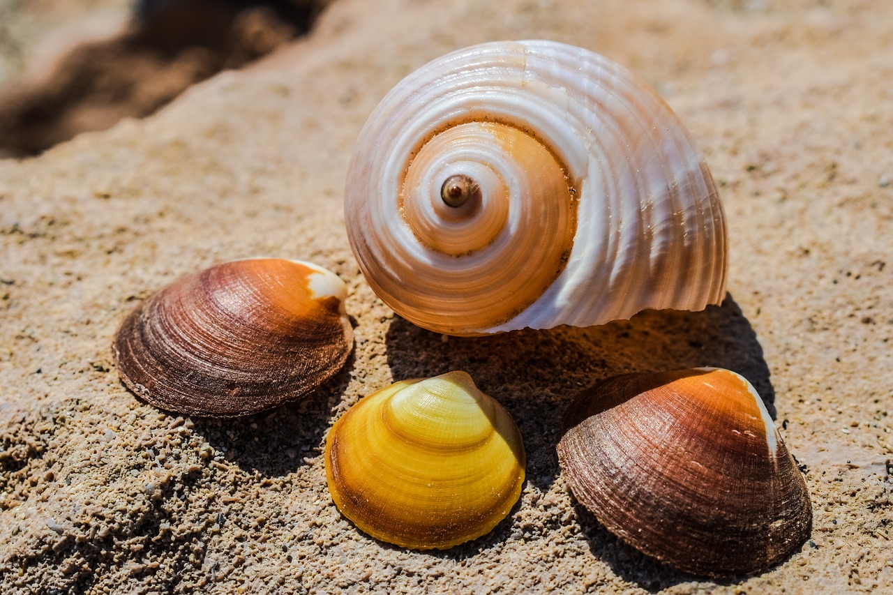 shells beach sea free photo