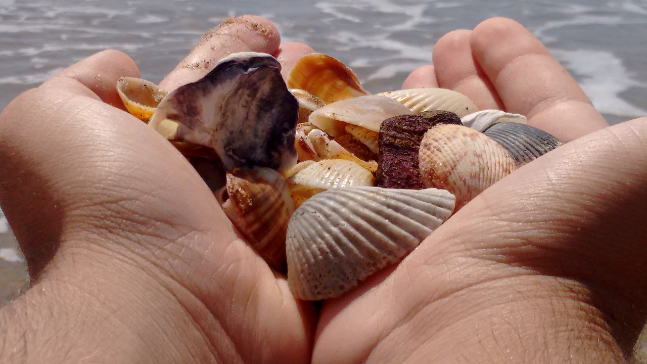 shells hands mar free photo