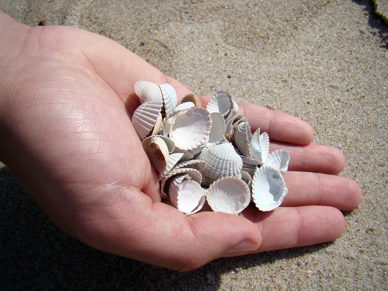 shells hand sea free photo