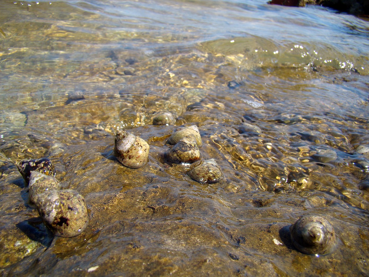shells snails water free photo